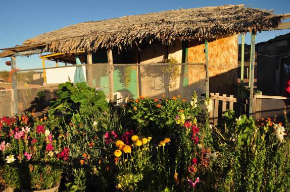 Jardim de flores no pueblo da Sierra de San Francisco, no deserto Vizcaino, na Baja California - México